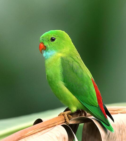 عکس مرغ عشق آبی و سفید