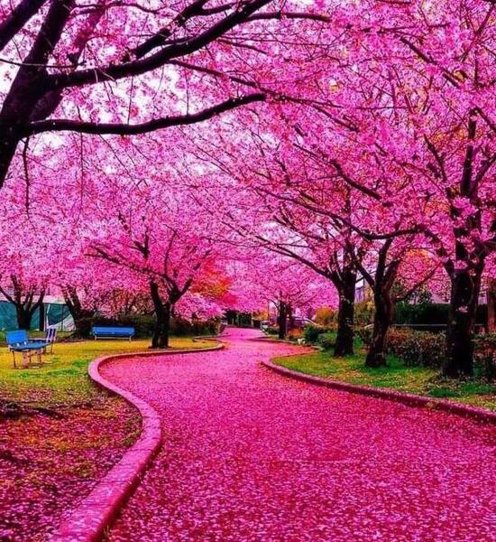 عکس منظره زیبای عاشقانه