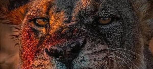 عکس برف خونی