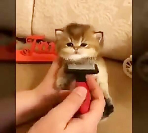 عکس گربه های بامزه و زیبا