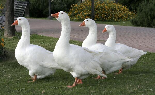عکس روباه غاز