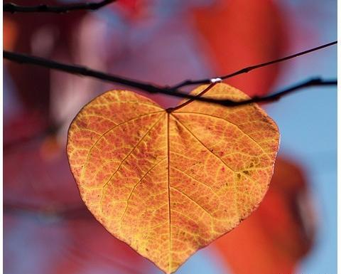 عکس جدید پاییزی برای پروفایل