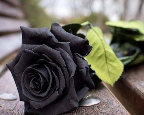 عکس گل برای فوت پدر