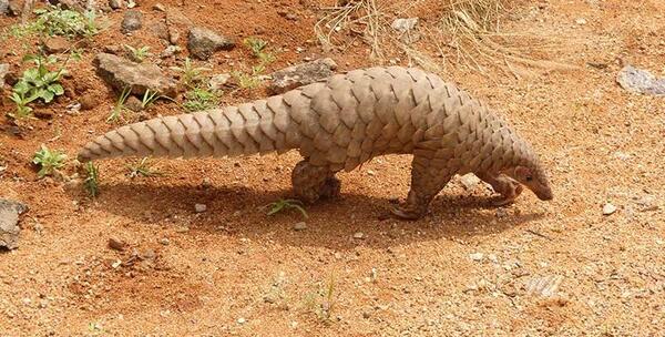 عکس هایی از مورچه خوار