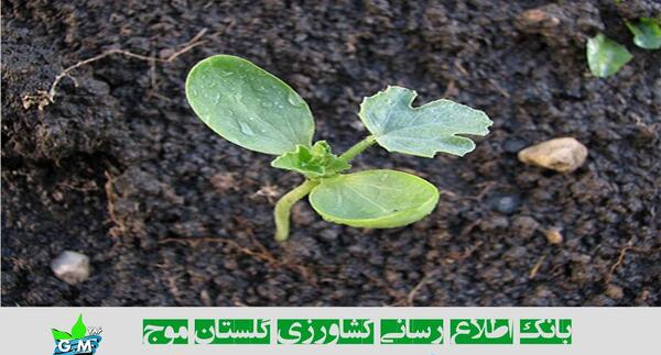 عکس بوته ی تریاک
