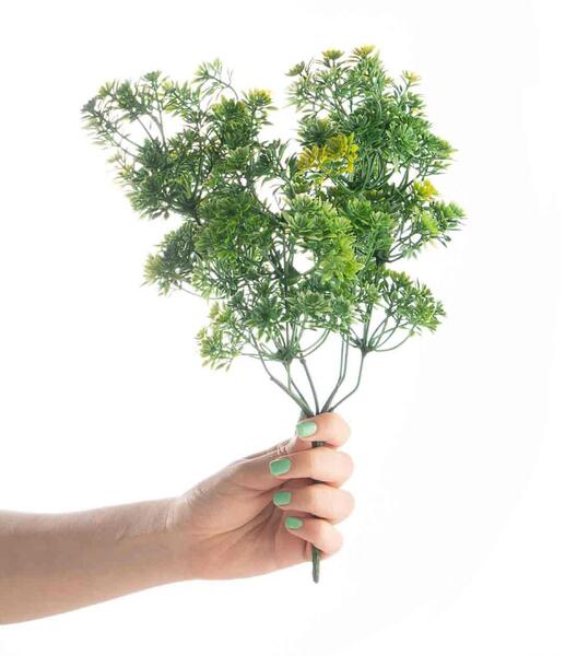 عکس بوته ی تریاک