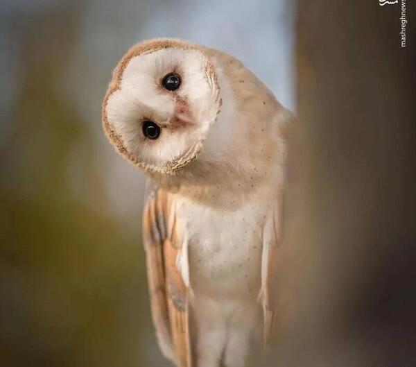 عکس جغد صورتی