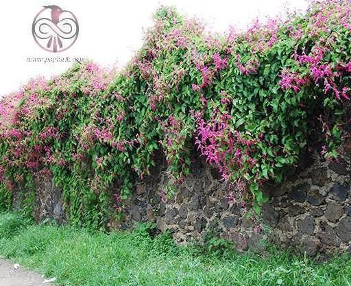 عکس گل اشک عروس