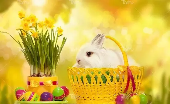 عکس خرگوش سفید