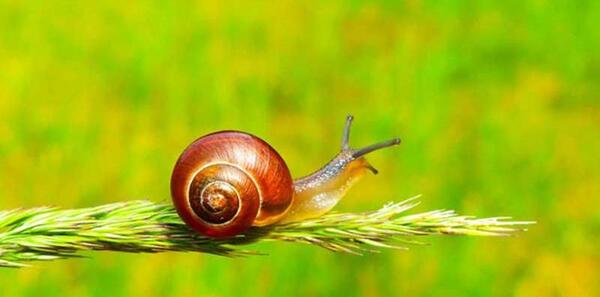 عکس ذره بین حلزون