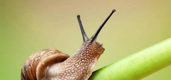 عکس ذره بین حلزون