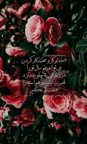 عکس استوری گل