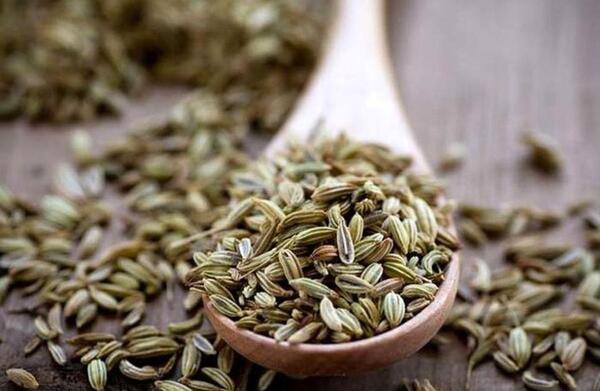عکس رازیانه گیاهی