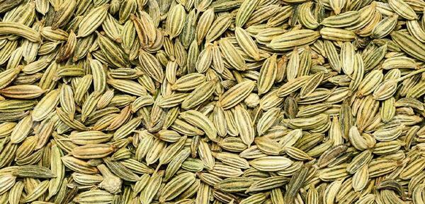 عکس رازیانه گیاهی