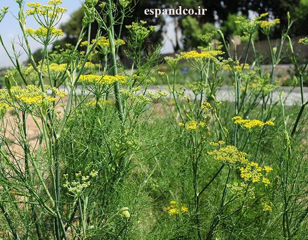 عکس رازیانه گیاهی