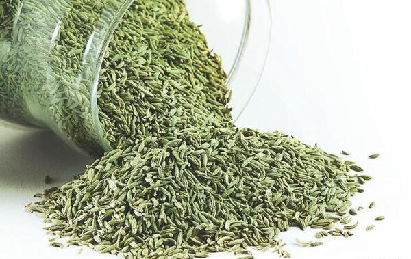 عکس رازیانه گیاهی