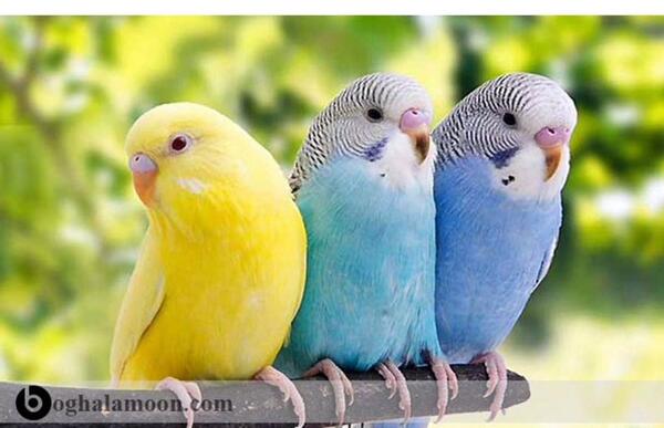 عکس مرغ عشق و عروس هلندی