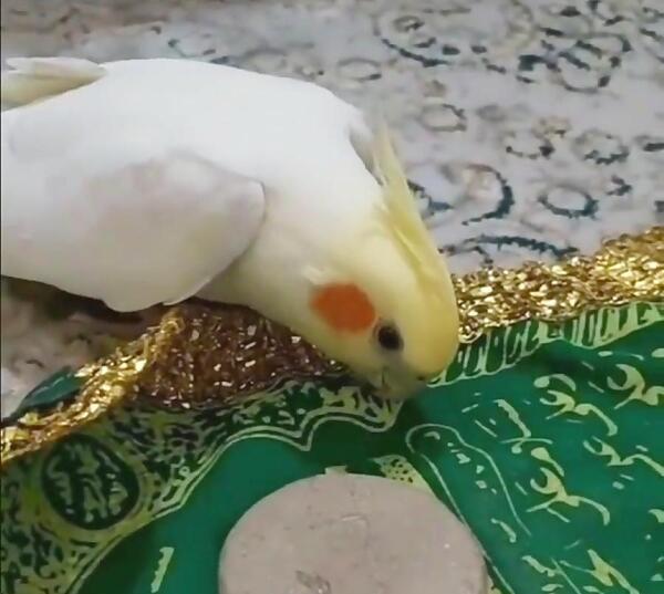 عکس مرغ عشق و عروس هلندی