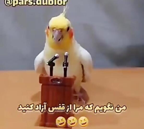 عکس مرغ عشق و عروس هلندی