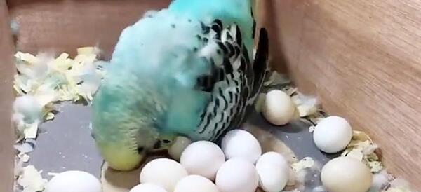 عکس مرغ عشق و عروس هلندی
