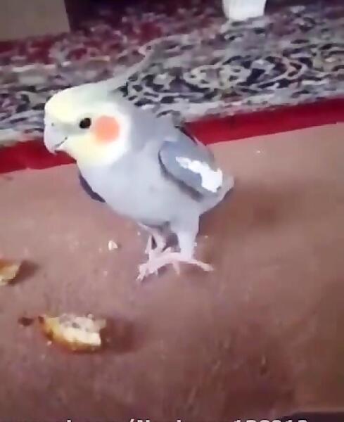 عکس مرغ عشق و عروس هلندی