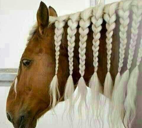 عکس اسب شیک