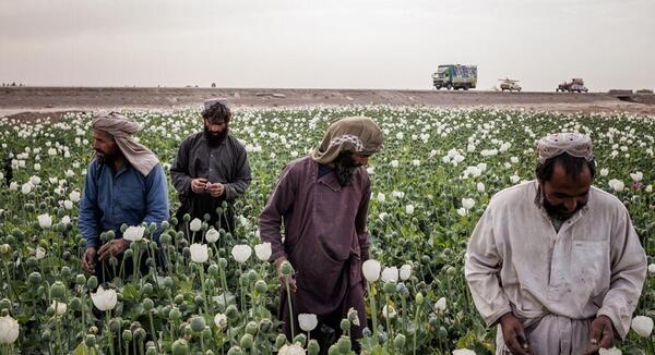 عکس تریاک بسته بندی شده