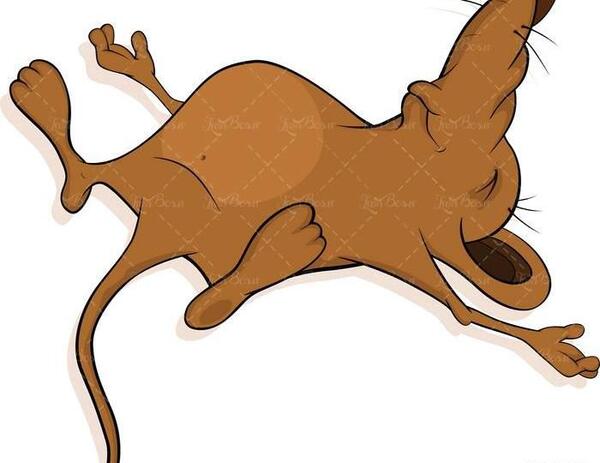 عکس موش مرده