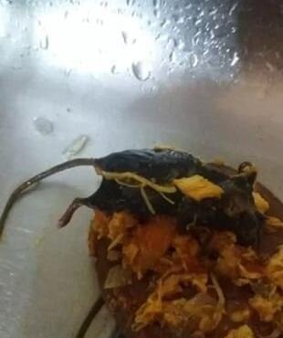 عکس موش مرده