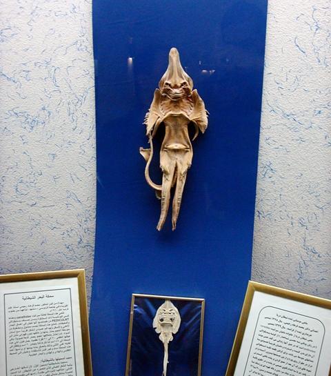 عکسهای شیطان ماهی
