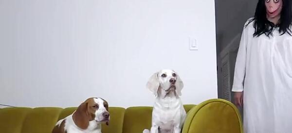 عکس سگ مومو