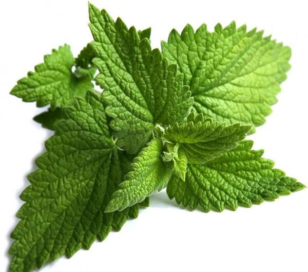 عکس نعنا قدیمی