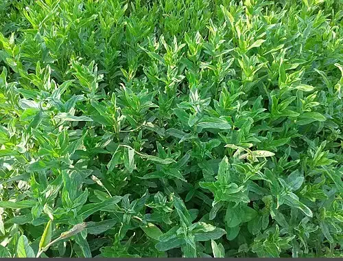 عکس نعنا قدیمی