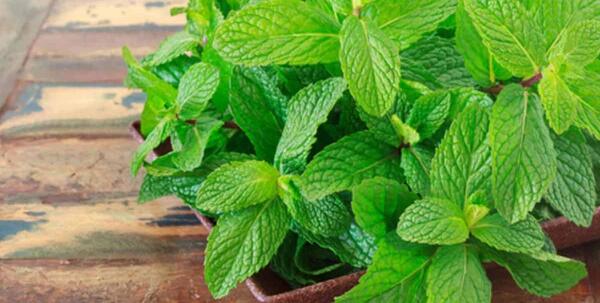 عکس نعنا قدیمی