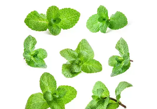 عکس نعنا قدیمی