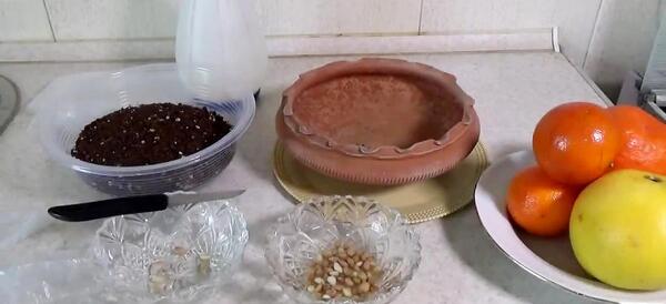 عکس سبزه پرتقال