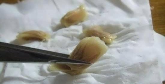 عکس سبزه پرتقال