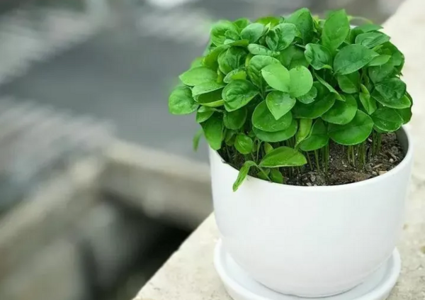 عکس سبزه پرتقال