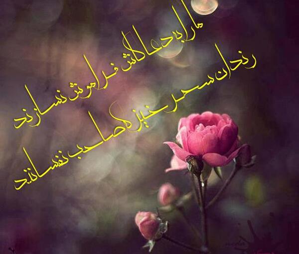 عکس نوشته تنها ولی وحشی