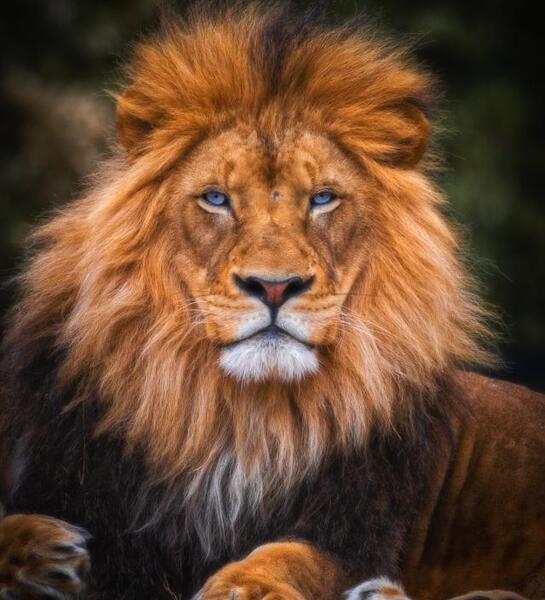 عکس شیر ایستاده