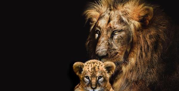 عکس شیر ایستاده