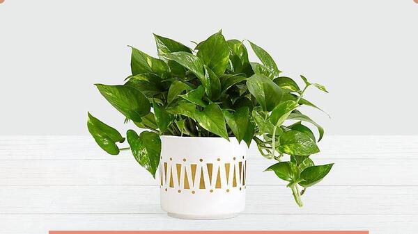 عکس کارتونی گل پژمرده