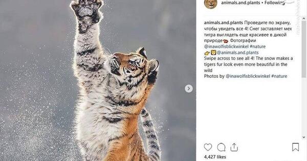 عکس ببر در برف