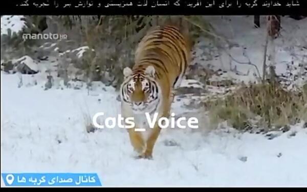 عکس ببر در برف