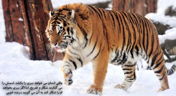 عکس ببر در برف