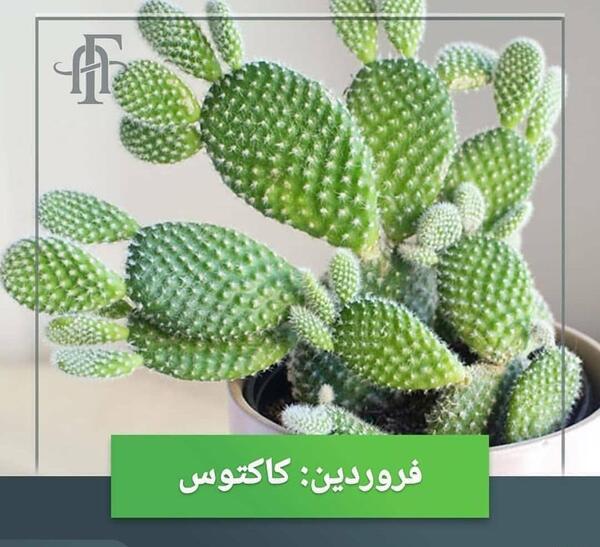 عکس ماه گل کرامتی