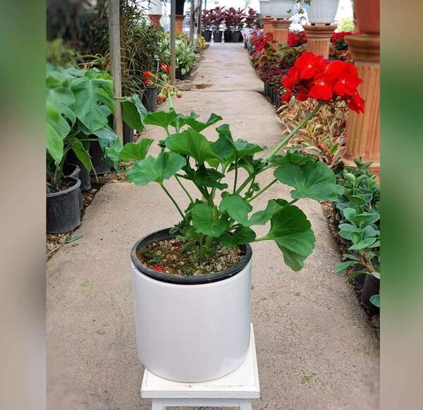 عکس گل طبیعی زیبا در گلدان