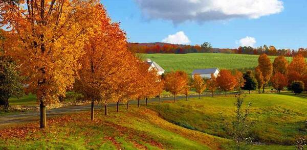 عکس از طبیعت پاییزی