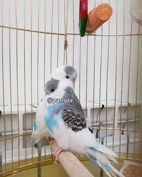 عکس مرغ عشق وحشی