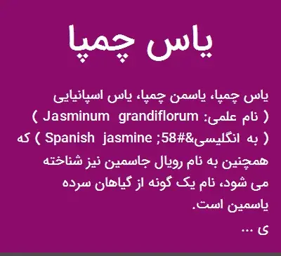 عکس یاس چمپا